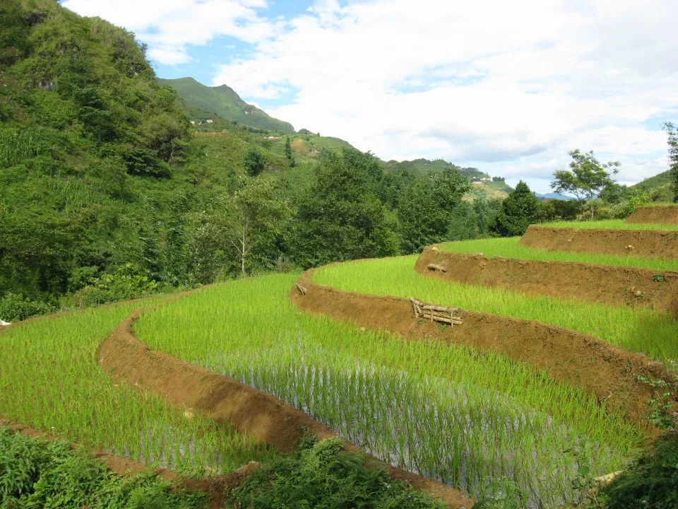 Green rice terraces in Cat Cat Village, Sapa, Vietnam